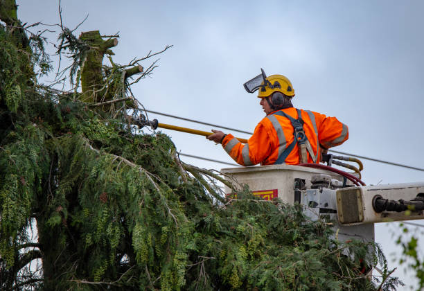  Frankston, TX Tree Removal Services Pros